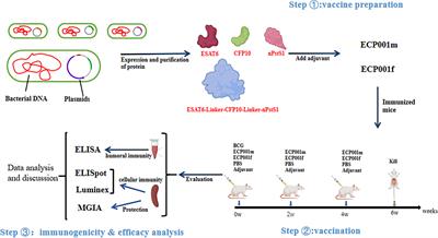 A novel multi-component protein vaccine ECP001 containing a protein polypeptide antigen nPstS1 riching in T-cell epitopes showed good immunogenicity and protection in mice